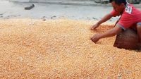 Panas Ekstrem, Harga Jagung Turun