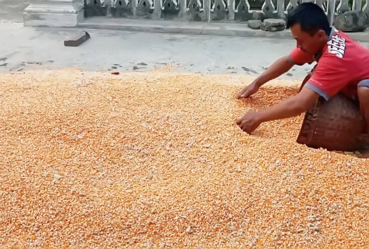 Panas Ekstrem, Harga Jagung Turun