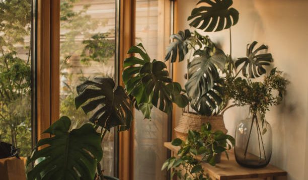 Pentingnya Kelembaban Udara dalam Merawat Tanaman Janda Bolong, Perhatikan 6 Hal Ini