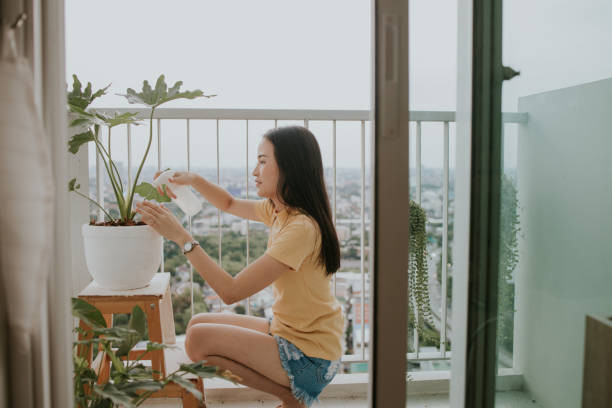 Ternyata Ini 7 Alasan Dibalik Tanaman Janda Bolong Cocok untuk Dekorasi Interior Rumah