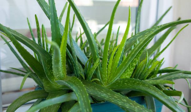 Ciptakan Taman Lidah Buaya di Balkon Apartemen? Kenapa Tidak! Ini Beberapa Panduan yang Wajib Kalian Ikuti