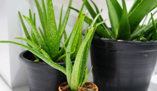 Menciptakan Taman Lidah Buaya, 6 Ide Kreatif untuk Desain Lanskap Anda