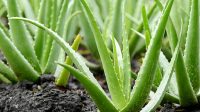 Mengapa Tanaman Lidah Buaya Cocok untuk Pemula dalam Berkebun? Cek 7 Alasannya Disini!