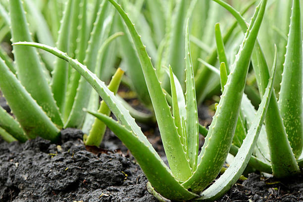 Mengapa Tanaman Lidah Buaya Cocok untuk Pemula dalam Berkebun? Cek 7 Alasannya Disini!
