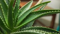 Menjelajahi Penggunaan Tradisional dan Budaya dari Lidah Buaya di Seluruh Dunia