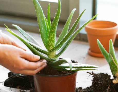 5 Peran Utama Lidah Buaya dalam Kesehatan Tenggorokan, Bisa Cegah Radang Lho!