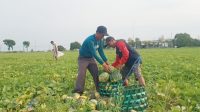 Cuaca Terus Cerah, Petani Blewah di Kabupaten Jombang Untung Melimpah