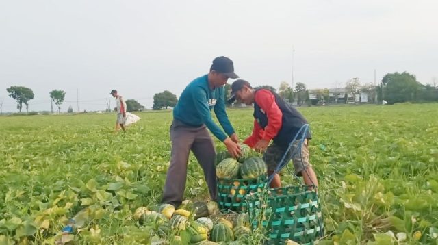 Cuaca Terus Cerah, Petani Blewah di Kabupaten Jombang Untung Melimpah