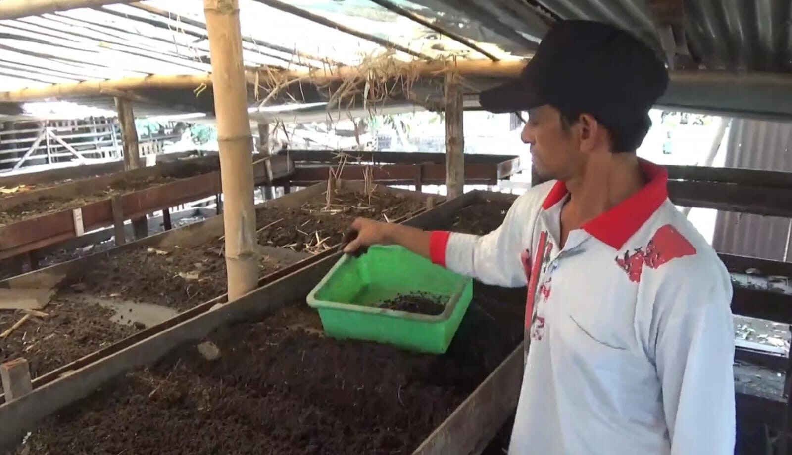 Suskses Budidaya Cacing Afrika, Karnoto Warga Desa Gedangan Jombang Hasilkan Cuan hingga Jutaan Rupiah