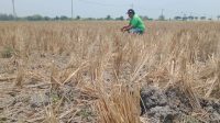 Kemarau Panjang, Sulit Air Puluhan Hektare Lahan di Kabupaten Jombang Dibiarkan “Nganggur”