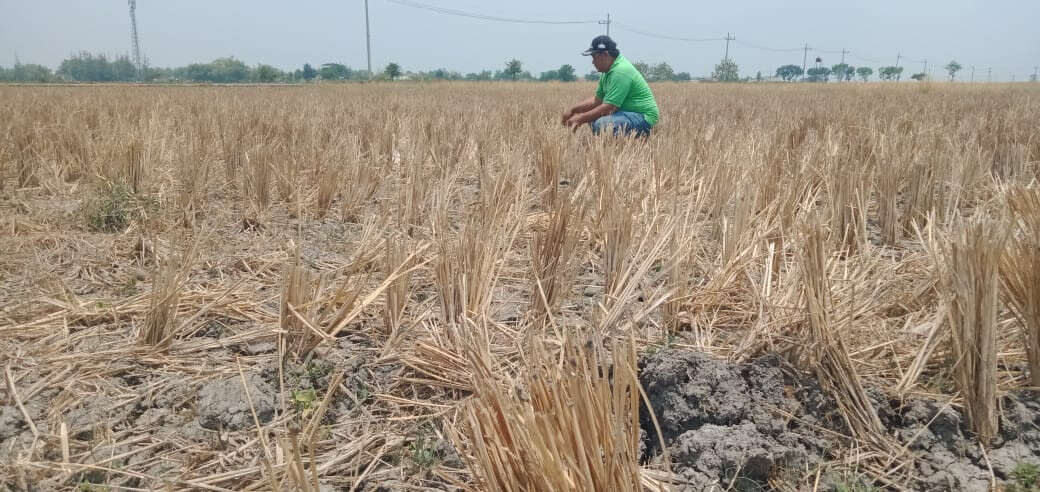 Kemarau Panjang, Sulit Air Puluhan Hektare Lahan di Kabupaten Jombang Dibiarkan “Nganggur”