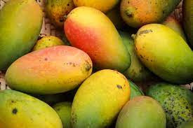 PENTING! 7 Tips Menyimpan Buah Mangga agar Tidak Cepat Busuk