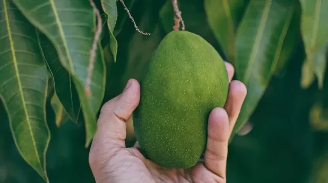 Buah Mangga Muda vs Matang, Manakah yang Lebih Sehat?