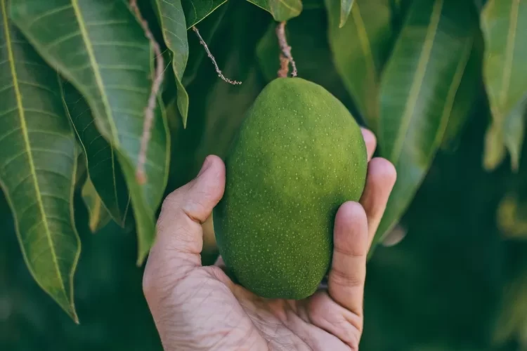 Buah Mangga Muda vs Matang, Manakah yang Lebih Sehat?