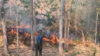 5 Dampak Kebakaran Hutan pada Kesehatan, Lengkap dengan Cara Mengatasinya