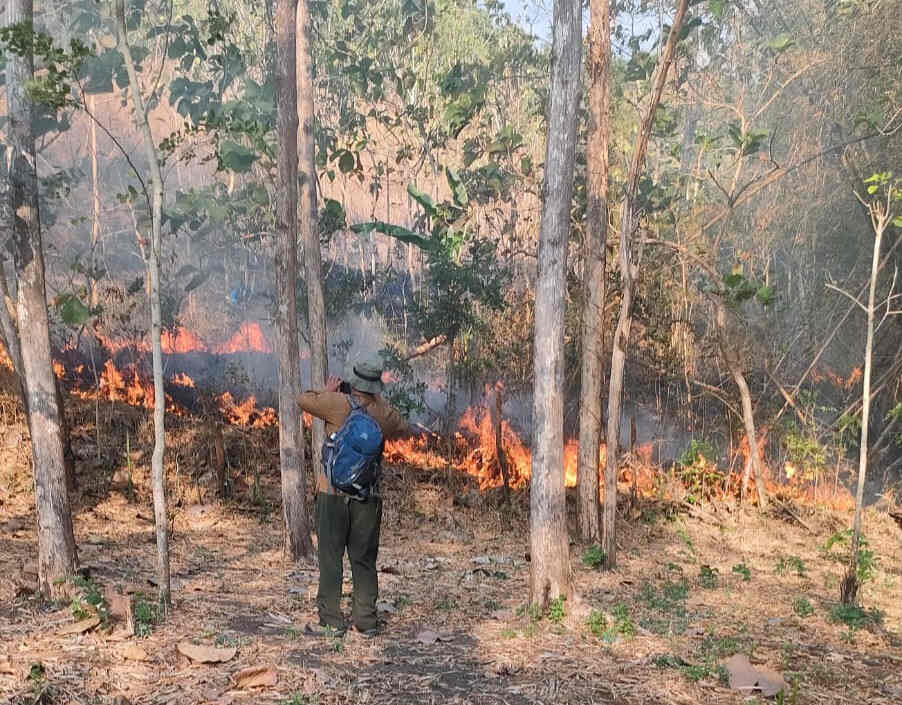 5 Dampak Kebakaran Hutan pada Kesehatan, Lengkap dengan Cara Mengatasinya