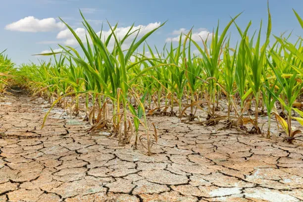 Cek! 10 Dampak Kekeringan terhadap Pertanian dan Ketahanan Pangan Global