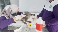 Ribuan Kucing Belum Kebiri, DKPP Kota Blitar khawatirkan Ini