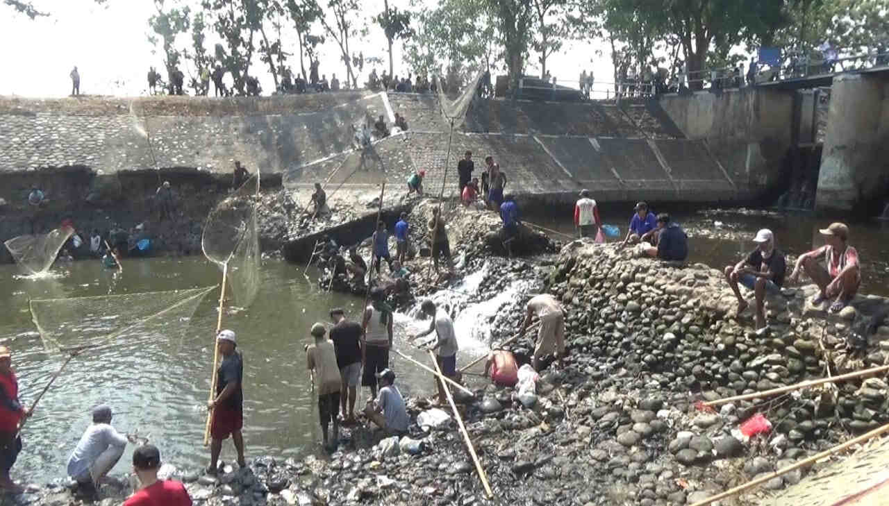 Setahun Sekali Dam Balongsono Ditutup, Warga Desa Talunkidul Jombang Panen Ikan