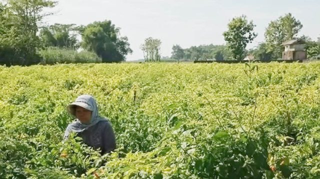 Kemarau Ekstrem, Harga Cabai Tembus Rp 64.000 Perkilogram
