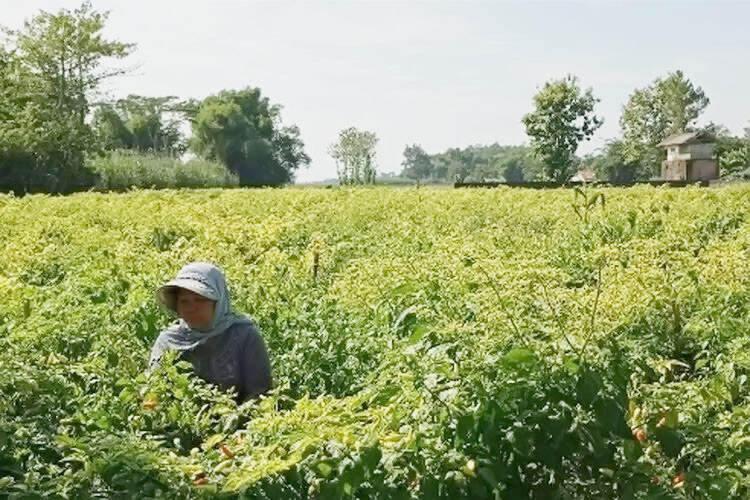 Kemarau Ekstrem, Harga Cabai Tembus Rp 64.000 Perkilogram