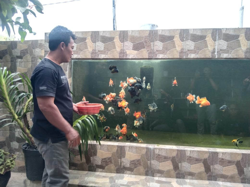 Puluhan Tahun Berkecimpung Budidaya Ikan Hias, Hasilkan Mas Koki Kualitas Ekspor