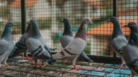 Penangkaran Burung Merpati, 10 Langkah Sukses untuk Meningkatkan Populasinya