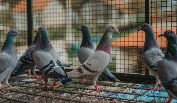 Penangkaran Burung Merpati, 10 Langkah Sukses untuk Meningkatkan Populasinya