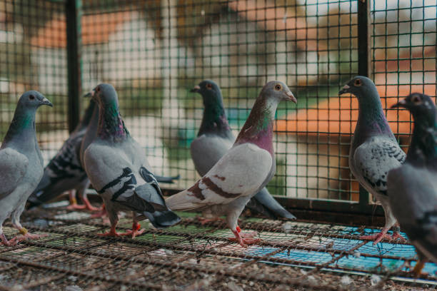Penangkaran Burung Merpati, 10 Langkah Sukses untuk Meningkatkan Populasinya