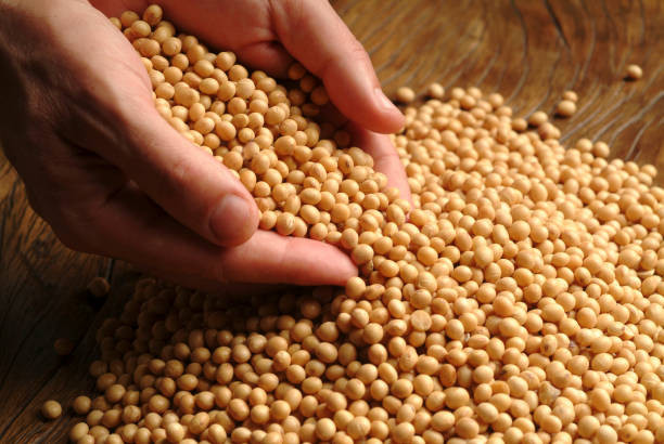Peran Kacang Kedelai dalam Membantu Diet yang Penuh Protein, Ini 8 Penjelasannya…