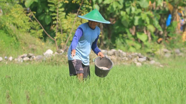 1.000 Hektare Lahan Pertanian di Ponorogo Masuk AUTP, Belum Ada Klaim Gagal Panen