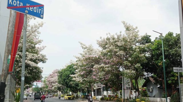 Tabebuya Bersemi, Percantik Jalan Raya Soekarno Hatta Tepus Kabupaten Kediri