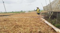 Harga Tembakau Bagus, Hasil Panen Petani di Tulungagung Tak Mulus
