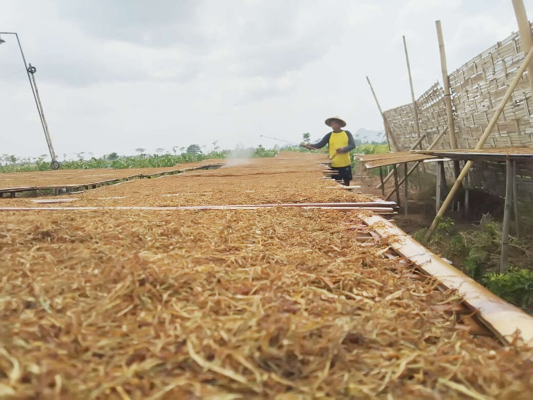Harga Tembakau Bagus, Hasil Panen Petani di Tulungagung Tak Mulus