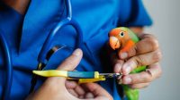 Panduan Lengkap Merawat Burung Lovebird bagi Pemula, Berikut 10 Tipsnya