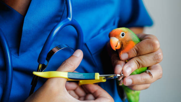 Jaga Kebersihan Bulu Lovebird! Inilah 10 Tips Grooming yang Tepat