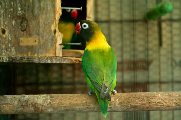 16 Step Merancang Kandang Ideal untuk Burung Lovebird, Pastikan Ia Sehat dan Bahagia!