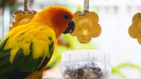 10 Panduan Lengkap Merawat Lovebird untuk Pemula, Tertarik untuk Melakukannya?