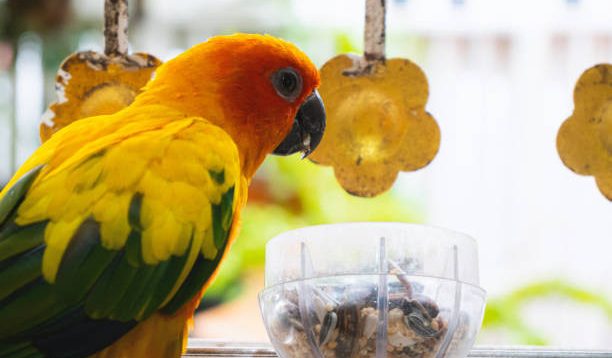 10 Panduan Lengkap Merawat Lovebird untuk Pemula, Tertarik untuk Melakukannya?