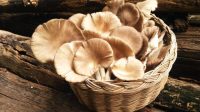 Jamur Tiram sebagai Sumber Protein Alternatif, Cek Penjelasannya Disini