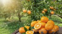 INTIP Sejarah dan Asal-usul Buah Jeruk yang Belum Banyak Diketahui Orang