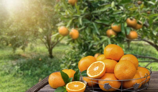 INTIP Sejarah dan Asal-usul Buah Jeruk yang Belum Banyak Diketahui Orang