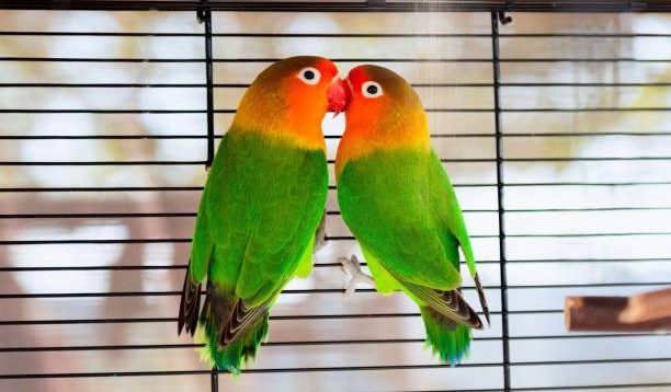 Menghadapi Musim Kawin Burung Lovebird, Berikut 10 Panduan Lengkap yang Perlu Diketahui Pemiliknya