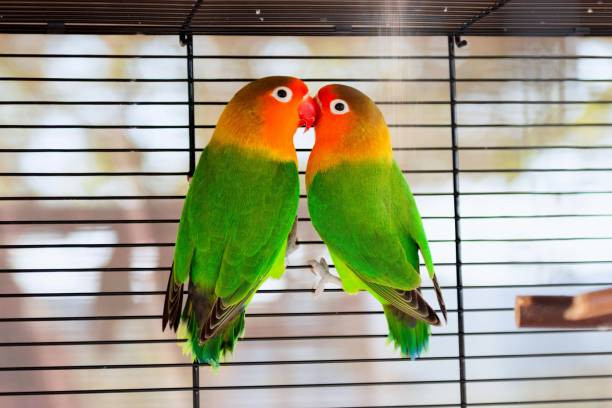 Menghadapi Musim Kawin Burung Lovebird, Berikut 10 Panduan Lengkap yang Perlu Diketahui Pemiliknya