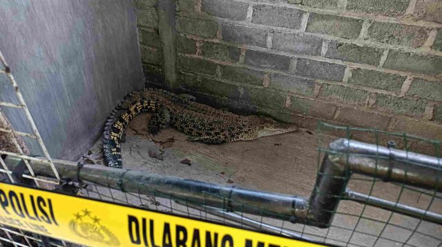BKSDA Jatim Evakuasi dan Pindahkan Satwa Dilindungi Milik Warga Ngunut Tulungagung ke Tempat Konservasi Kota Batu