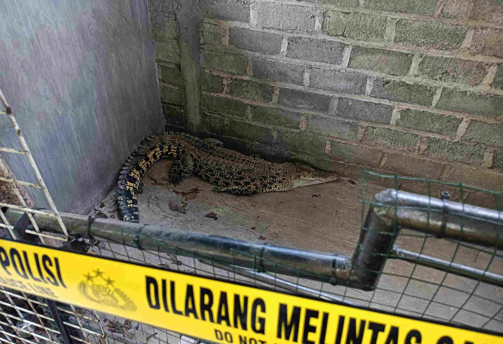 BKSDA Jatim Evakuasi dan Pindahkan Satwa Dilindungi Milik Warga Ngunut Tulungagung ke Tempat Konservasi Kota Batu