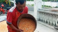 Harga Jagung Tak Stabil, Ini Kata Petani