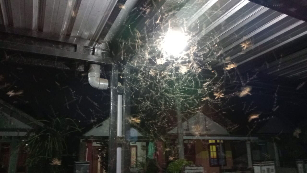 Fenomena Alam Jelang Musim Hujan?, Ratusan Ribu bahkan Jutaan Hewan Serbu Desa di Kabupaten Kediri Setelah Magrib