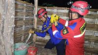 Damkar Trenggalek Evakuasi Tiga Ular Jenis Piton dan Cobra di Permukiman