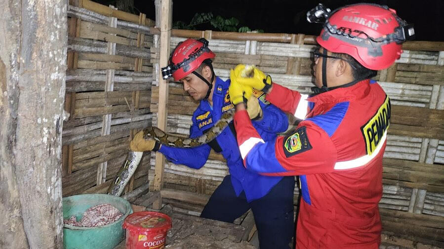 Damkar Trenggalek Evakuasi Tiga Ular Jenis Piton dan Cobra di Permukiman